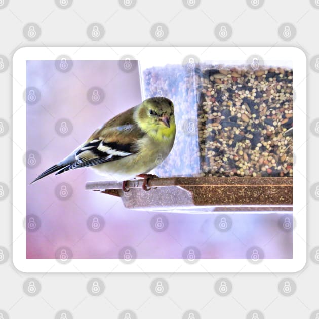 Goldfinch at Feeder No.3 Sticker by MaryLinH